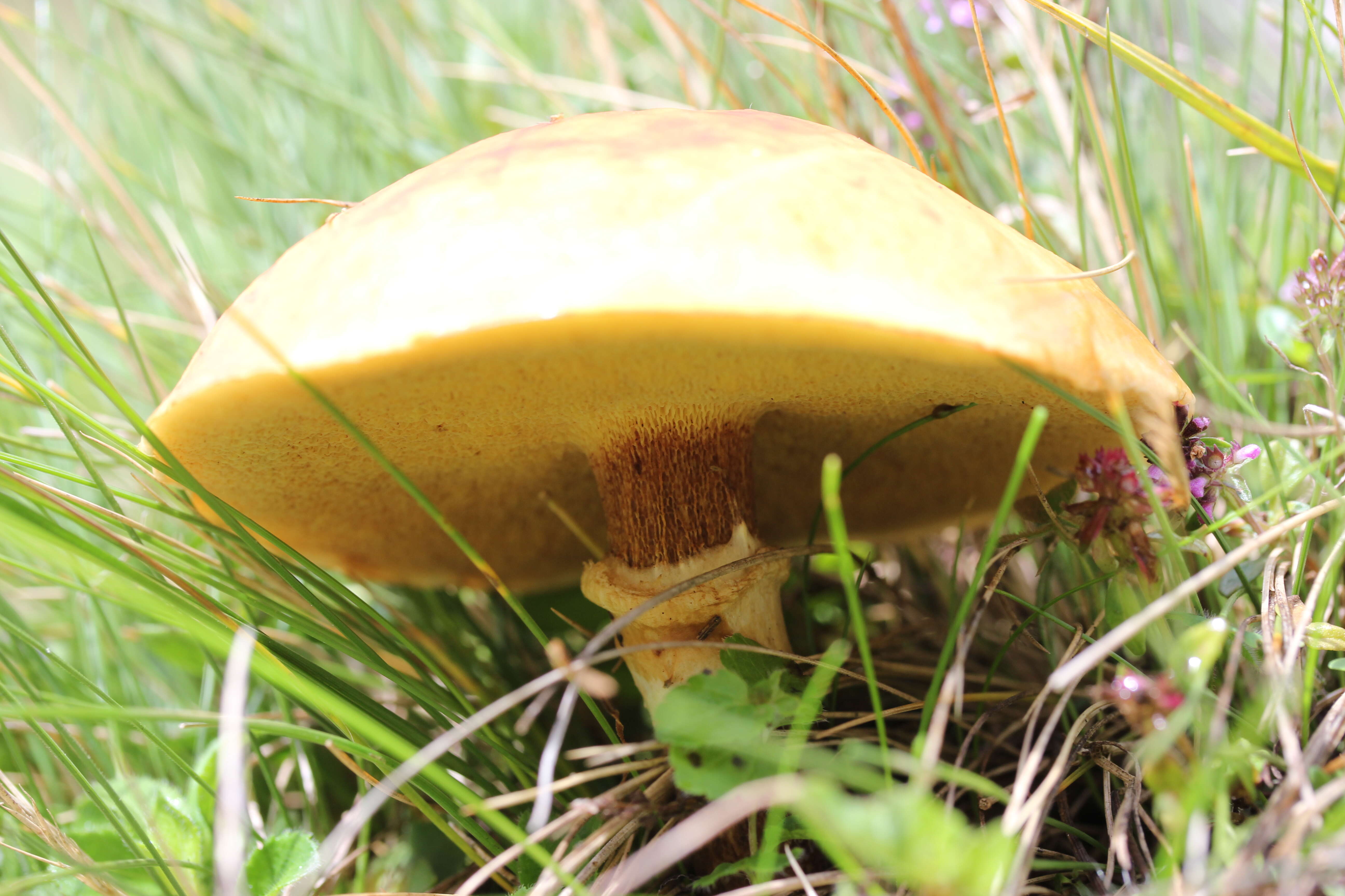 Image of Suillus grevillei (Klotzsch) Singer 1945