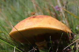 Image of Suillus grevillei (Klotzsch) Singer 1945