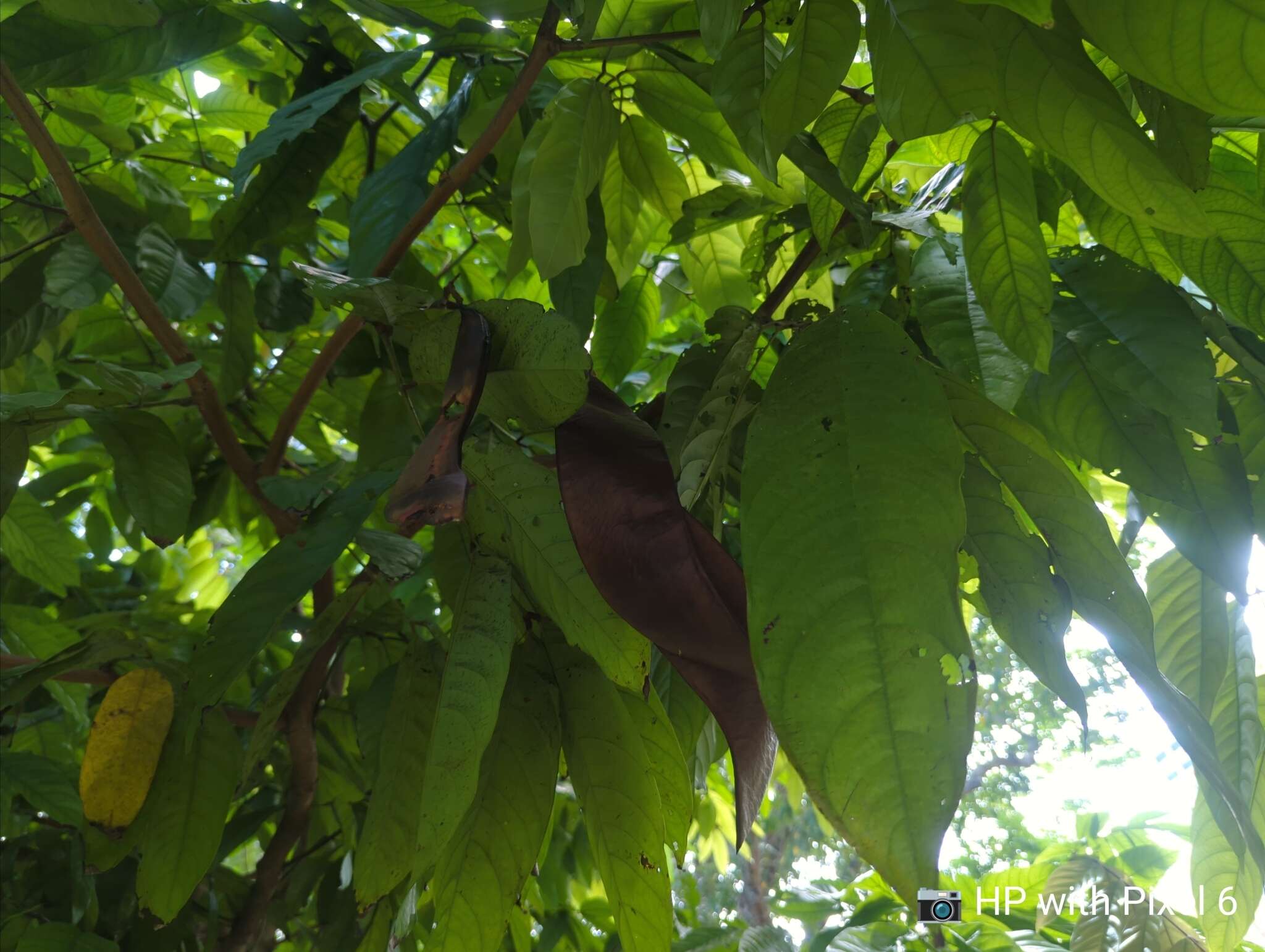 Слика од Saraca thaipingensis Prain