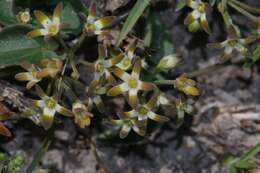 Image of Anisotoma cordifolia Fenzl