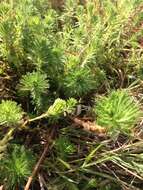 Image of parrot feather watermilfoil