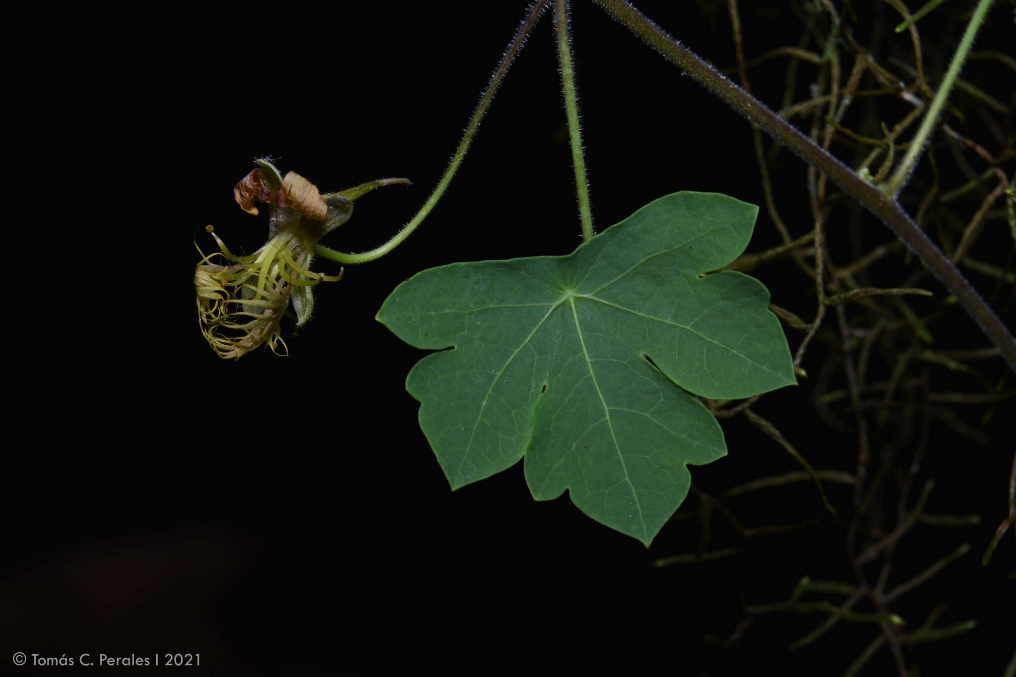 Image of Tropaeolum warmingianum Rohrb.