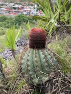 Melocactus ernestii Vaupel resmi