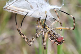 Plancia ëd Cannula gracilis (Burmeister & H. 1838)