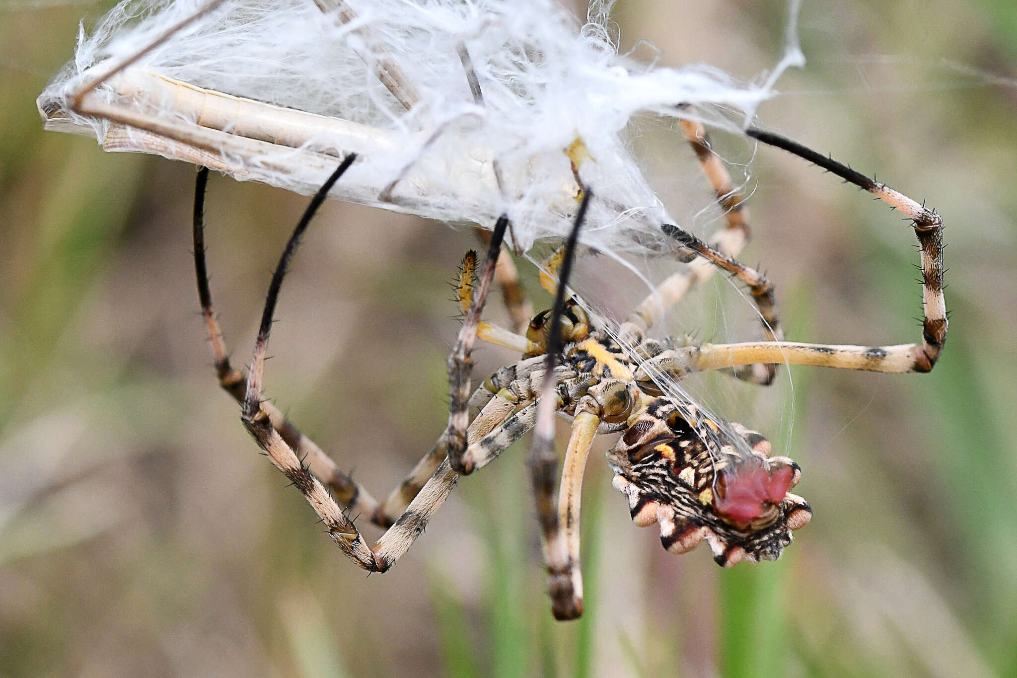 Plancia ëd Cannula gracilis (Burmeister & H. 1838)