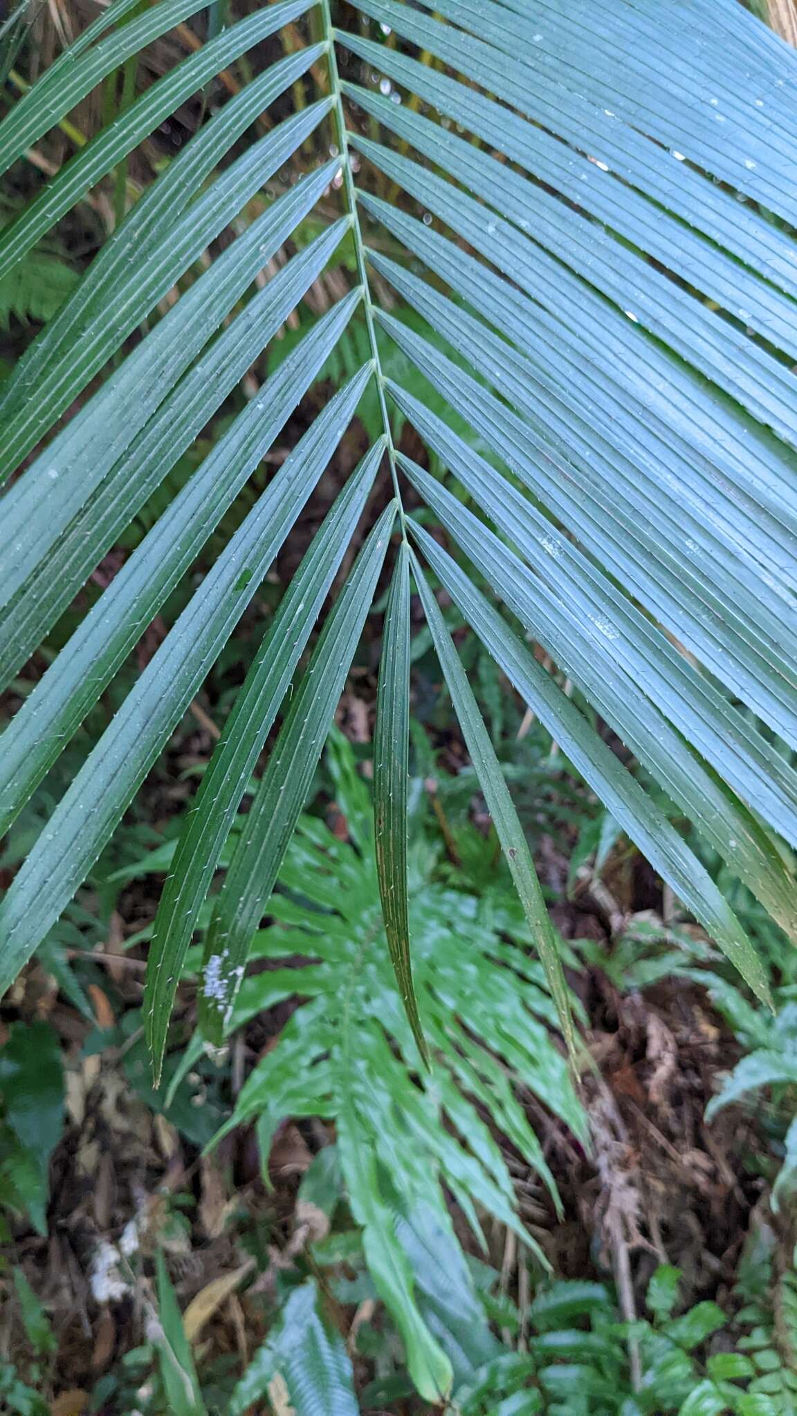 Image of Calamus beccarii A. J. Hend.