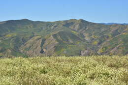 Image of Panoche pepperweed