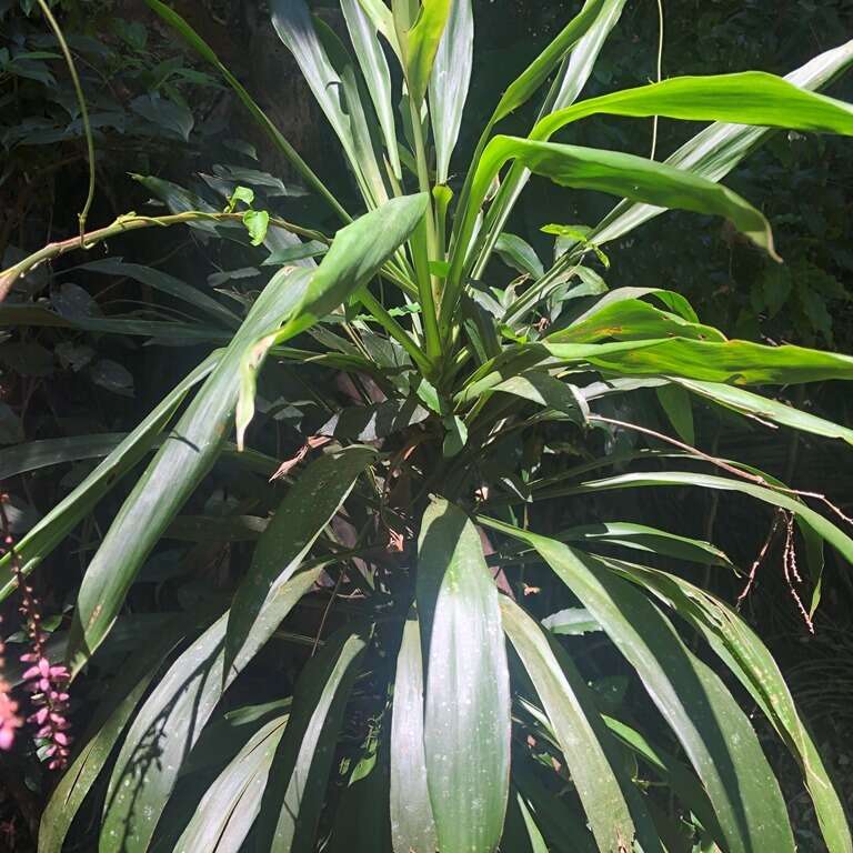 Imagem de Cordyline rubra Otto & A. Dietr.