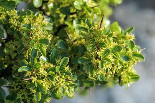 Image of rock buckthorn