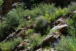 Imagem de Salvia cuspidata subsp. gilliesii (Benth.) J. R. I. Wood