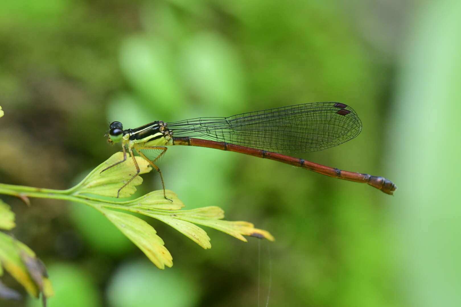 Sivun Calicnemia sinensis Lieftinck 1984 kuva