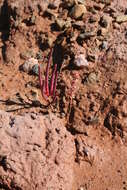 Image of Salicornia rubra A. Nelson