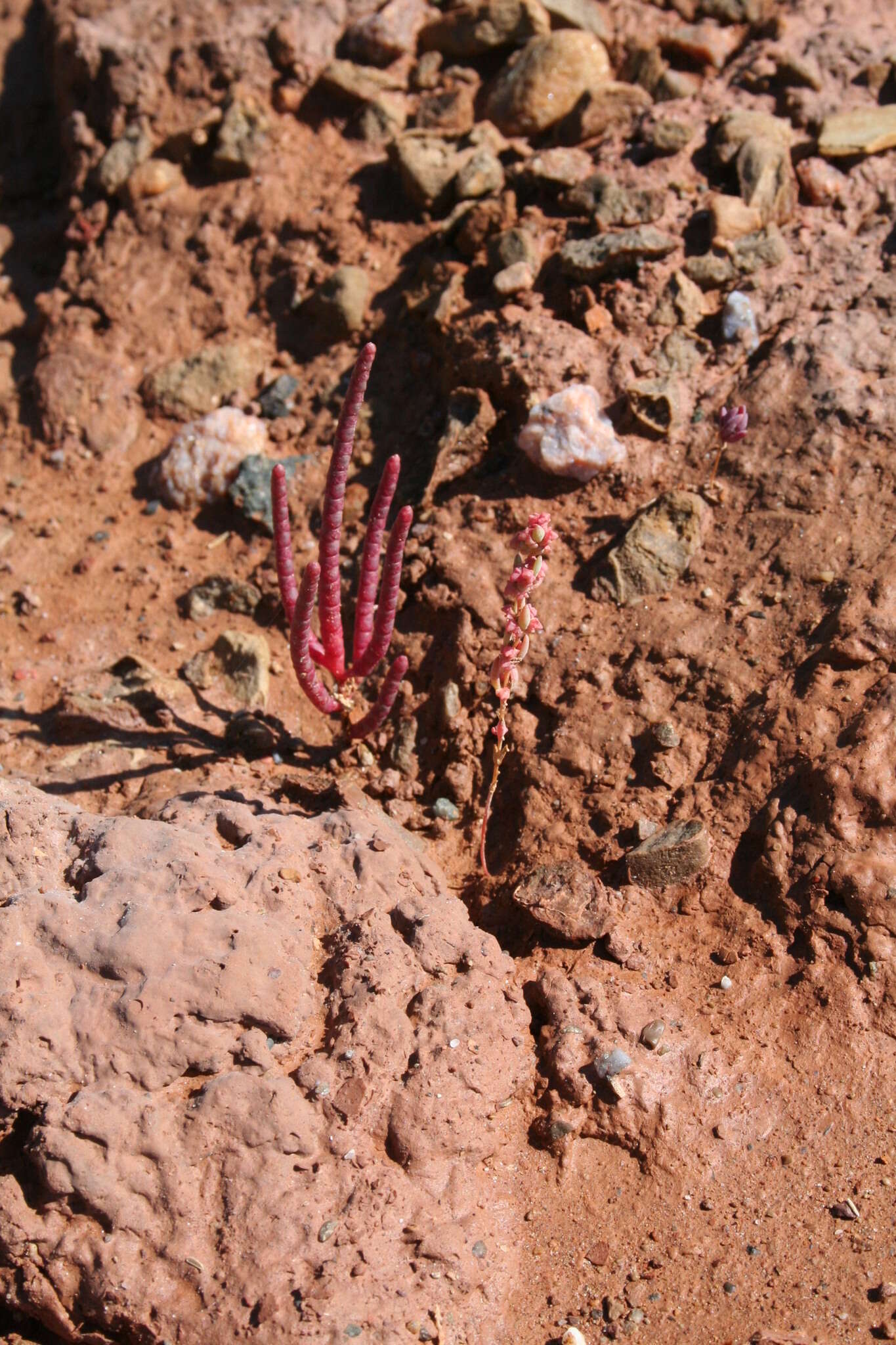 Image of Salicornia rubra A. Nelson