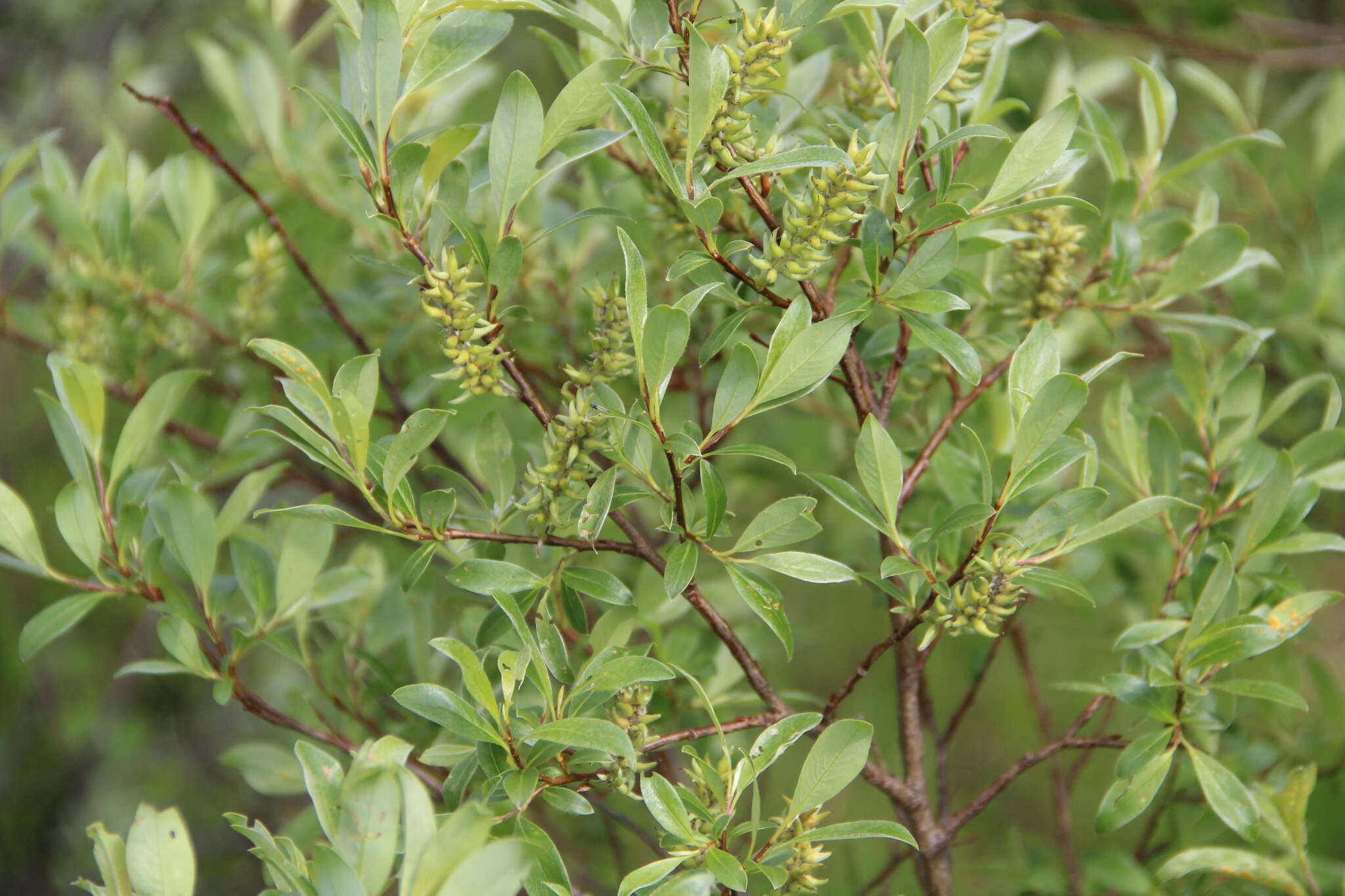 Image of Salix uralicola I. V. Belyaeva