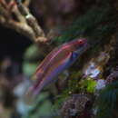 Image of Laboute&#39;s fairy-wrasse
