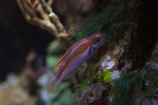 Image of Laboute&#39;s fairy-wrasse