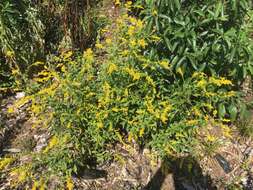 Image of <i>Solidago <i>ulmifolia</i></i> var. ulmifolia