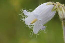 Image of Bearded Bellflower