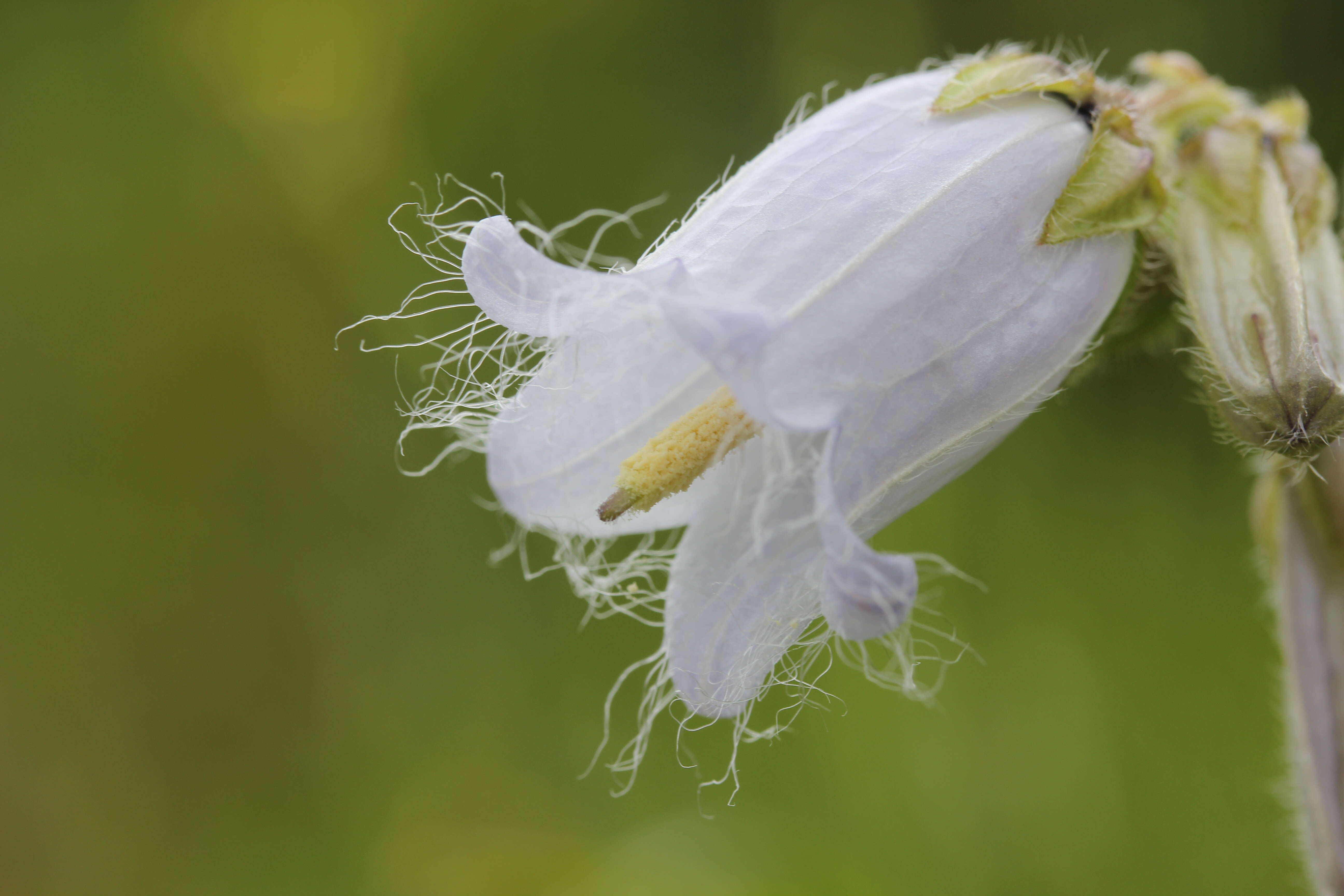 Image of Bearded Bellflower