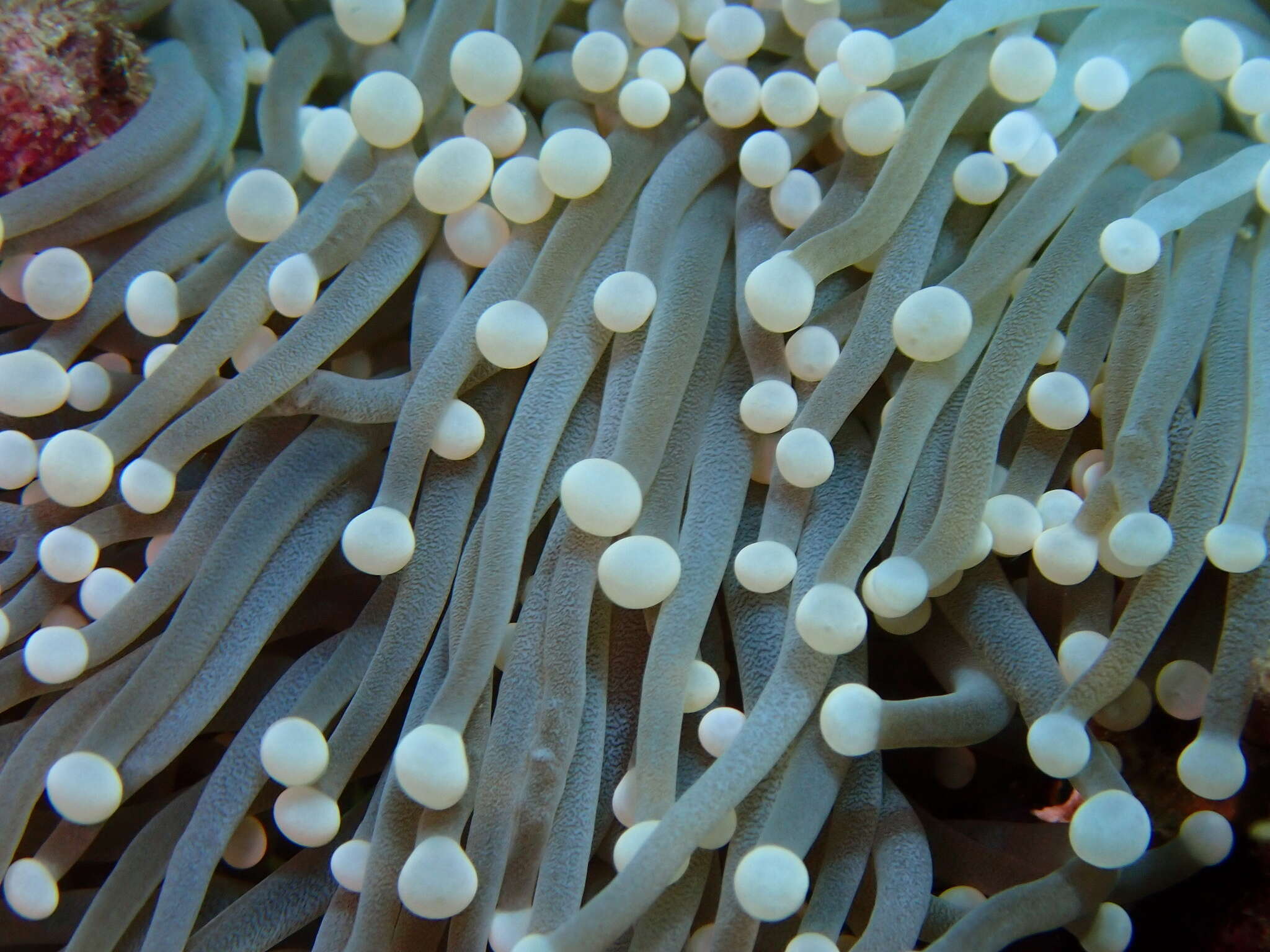 Image of Stony coral