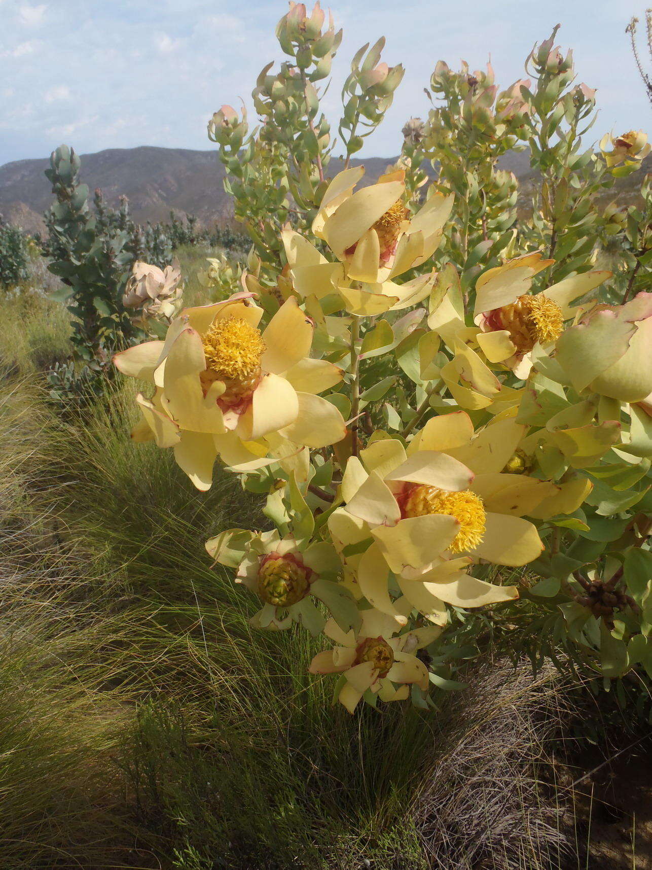 Image of Spicy conebush