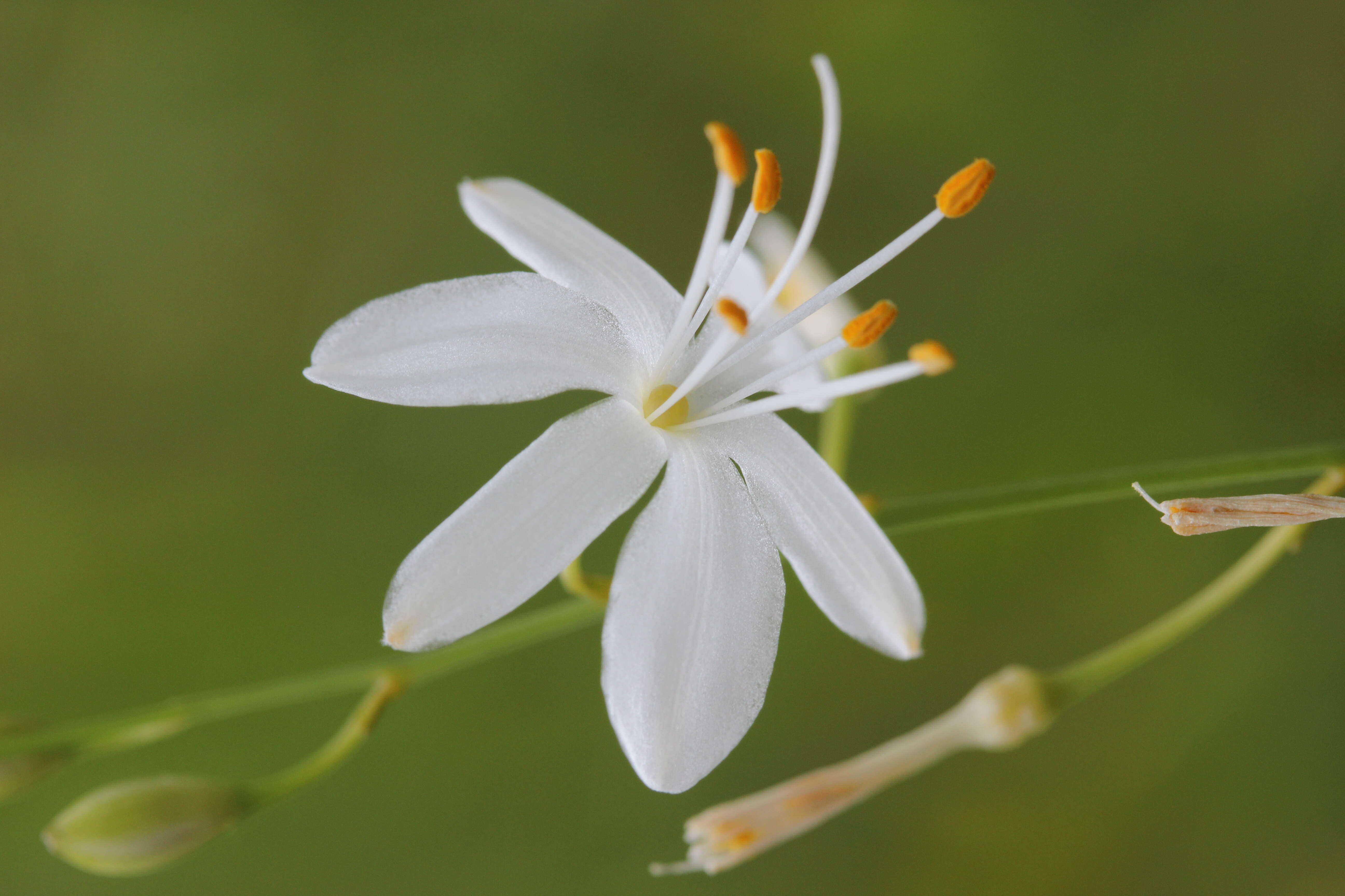 Image of Branched St Bernard's lily