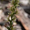 Image of Forest leek orchid