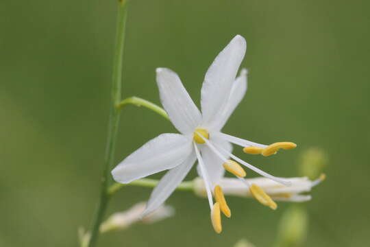 Image of Branched St Bernard's lily