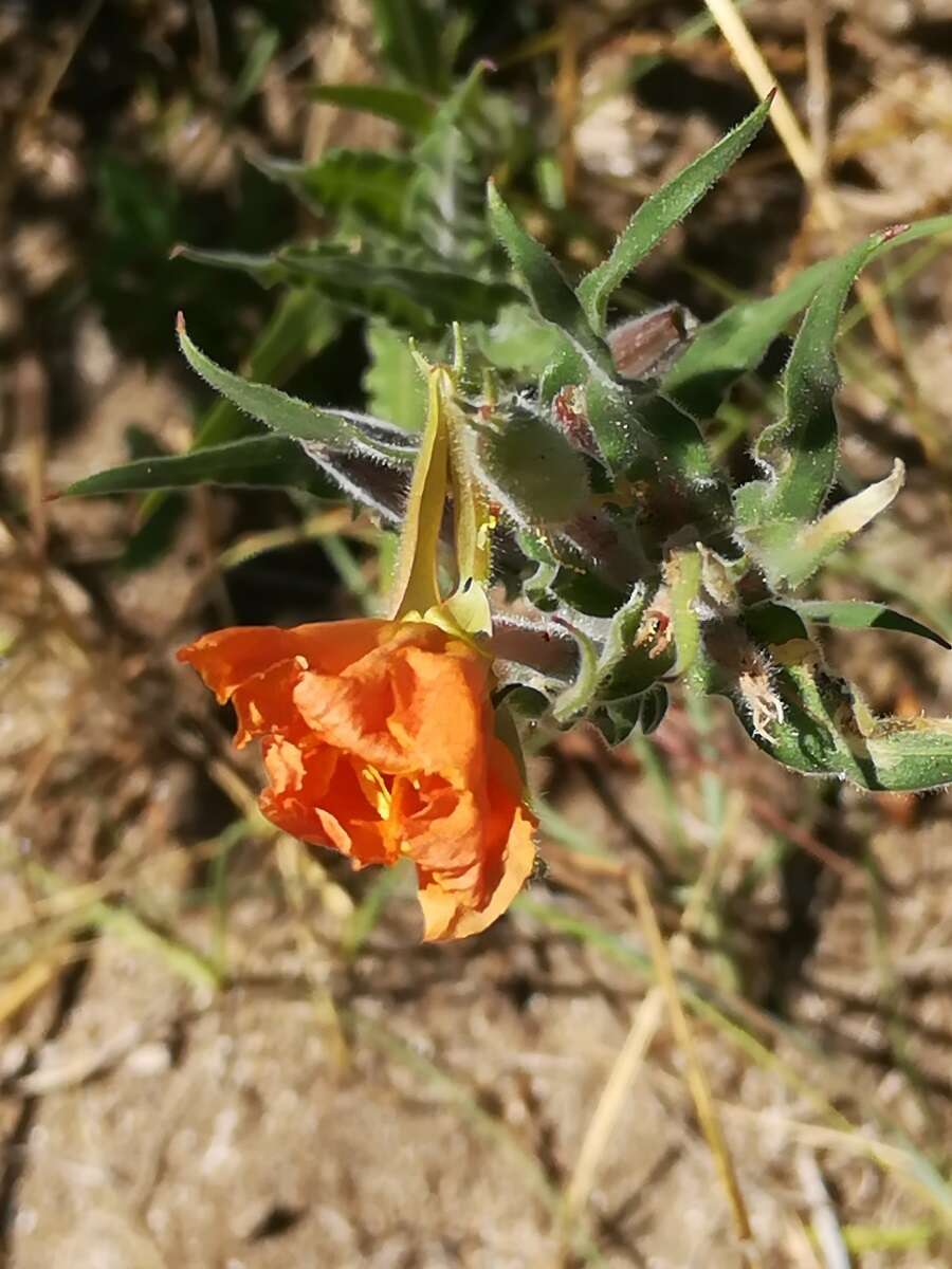 Image of Argentine evening primrose