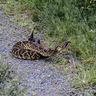 Image of Crotalus molossus nigrescens Gloyd 1936