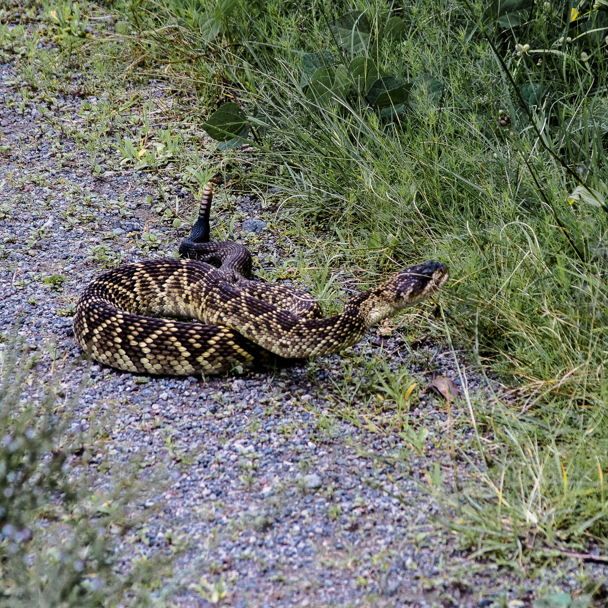 Image of Crotalus molossus nigrescens Gloyd 1936