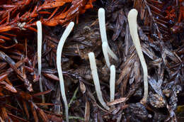 Clavaria falcata Pers. 1794 resmi