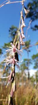 صورة Nabalus autumnalis (Walt.) Weakley