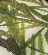 Image of Small Pondweed