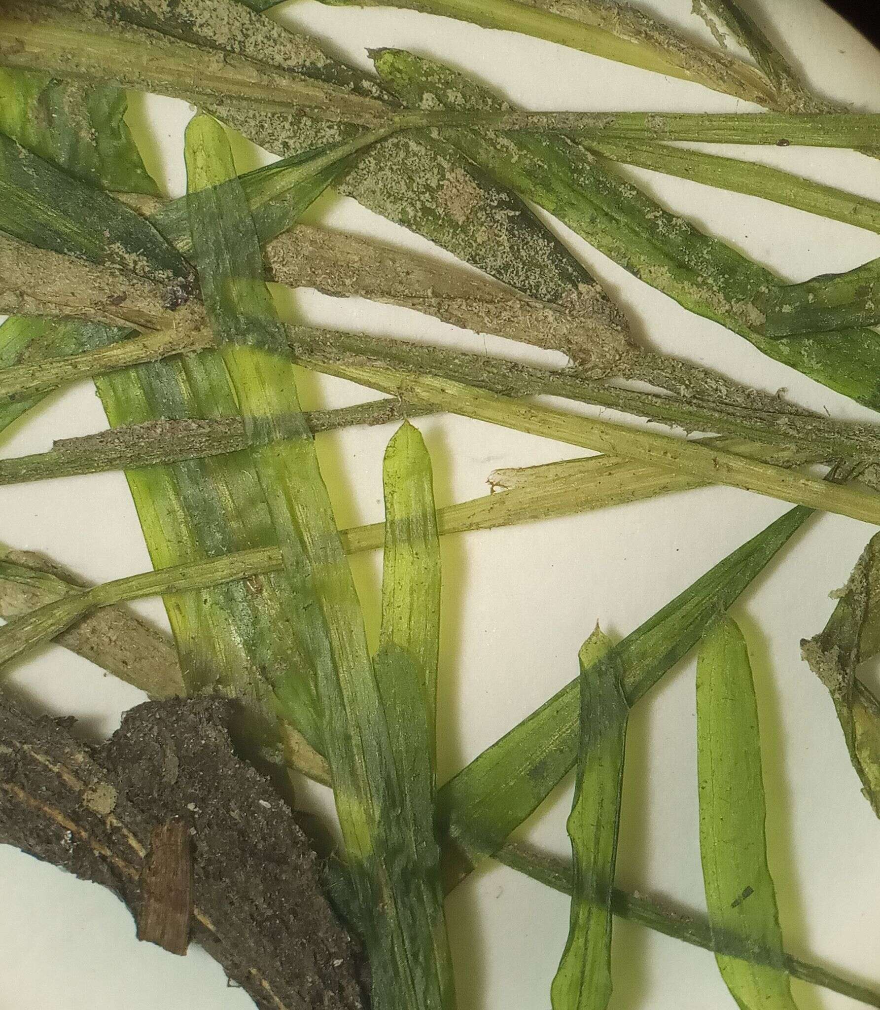 Image of Small Pondweed