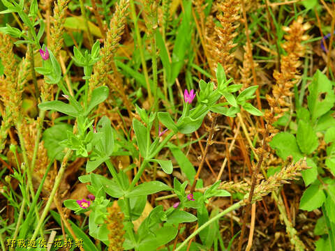 Image of Schenkia japonica (Maxim.) G. Mansion