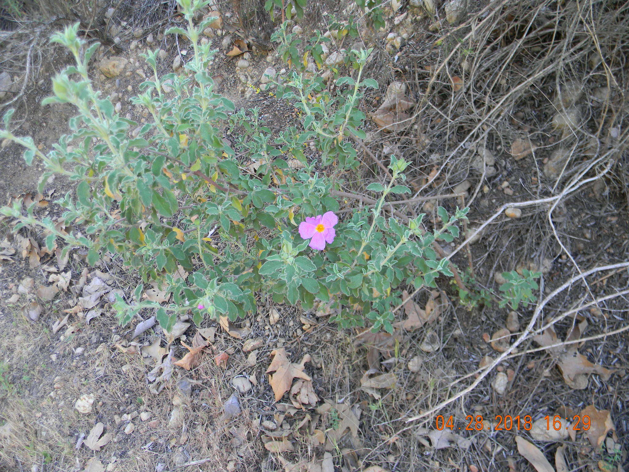 Image of Cistus creticus L.