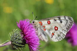 Image of Apollo Butterfly