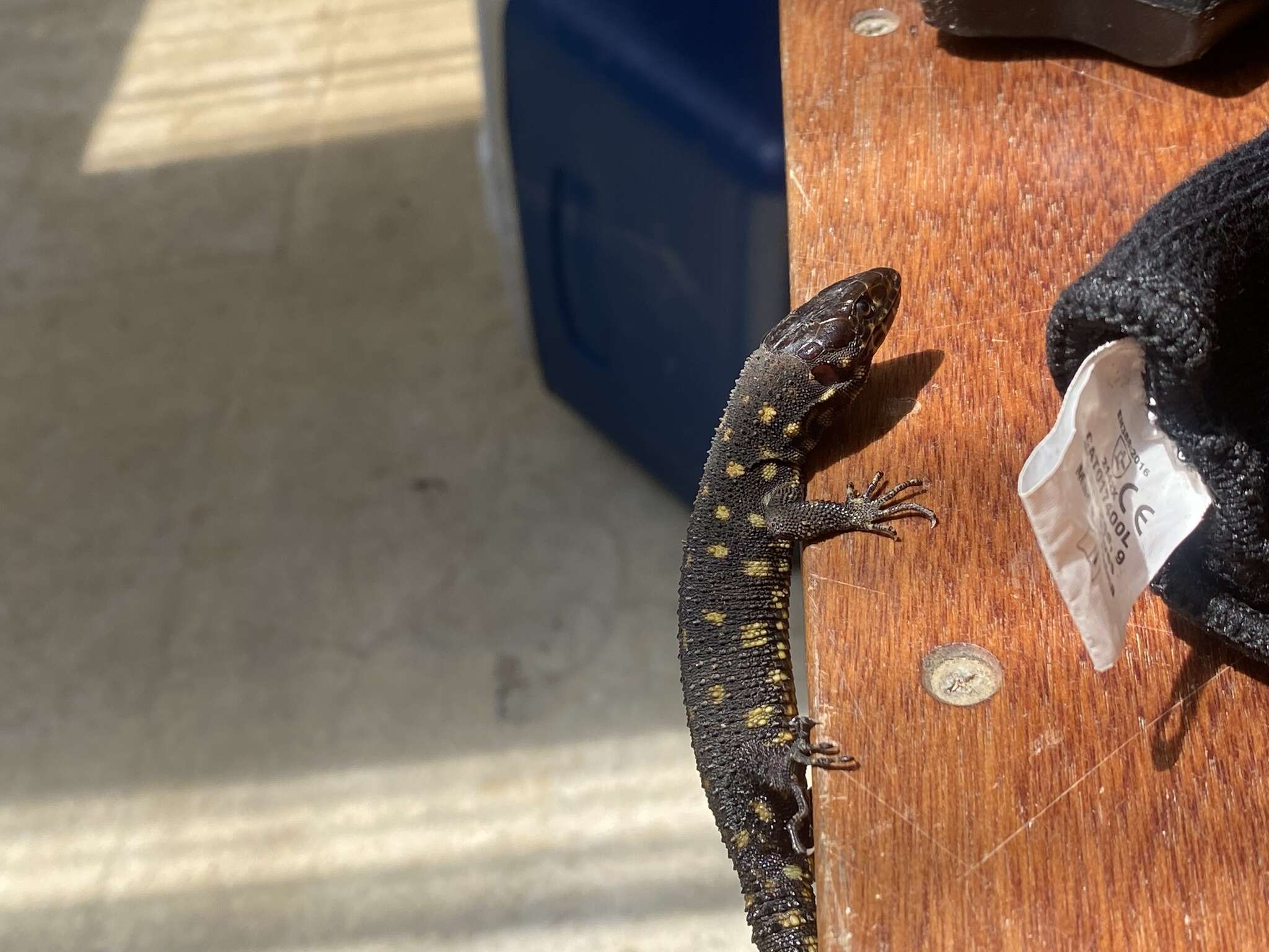 Image of Costa Rican Tropical Night Lizard