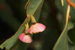 Image of Apiomorpha rosaeforma (Froggatt 1895)