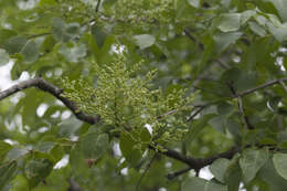 Image of Amur lilac