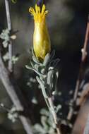 Imagem de Pteronia lucilioides DC.