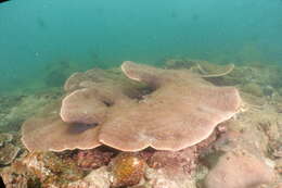 Image of Pagoda coral