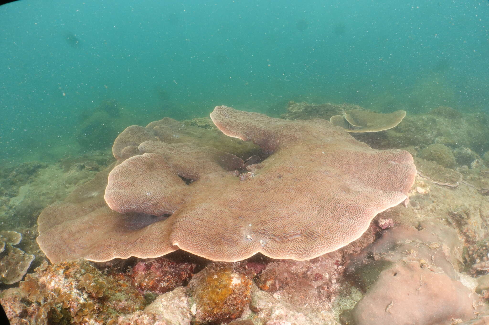 Image of Pagoda coral