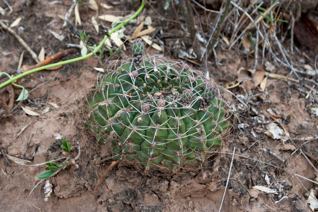 Image of Gymnocalycium marsoneri Fric ex Y. Itô