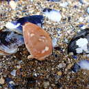 Image of Notocypraea declivis (G. B. Sowerby II 1870)