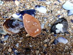 Image of Notocypraea declivis (G. B. Sowerby II 1870)