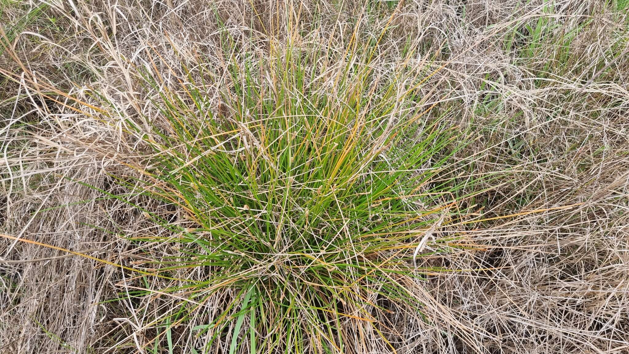 صورة Eleocharis cylindrostachys Boeckeler