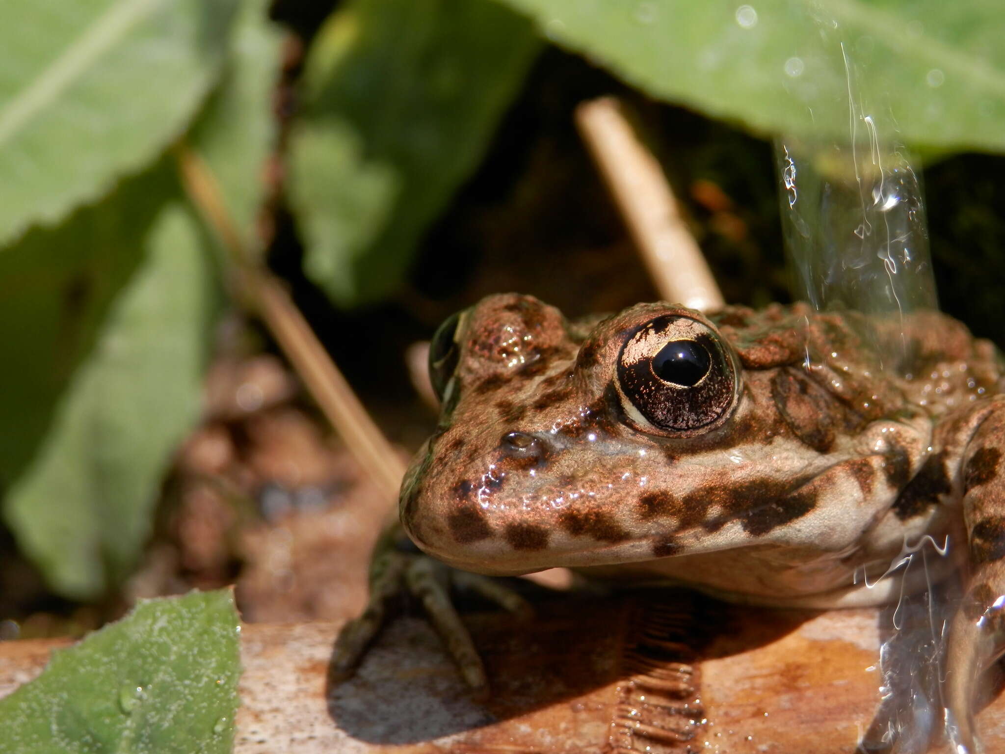 Image of Perez's Frog