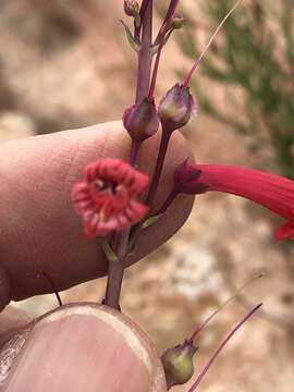 Image of Utah penstemon